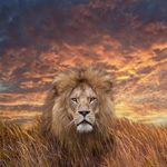 Joe Sansone - @joe.sansone.104 - Instagram