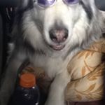 Joe Scala - @joe.scala.520 - Instagram