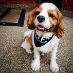 joe scarfone - @joe.scarfone - Instagram