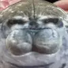 joe - @joe.the.seal30 - TikTok
