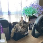 Joe Seal - @skippyshyla - Instagram