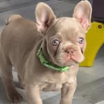 Joe Senior - @j.a_bullies - Instagram