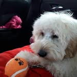 joe sheehy - @sheehy_joe - Instagram