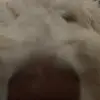 @JoeShow#1 - @jo_show1 - TikTok