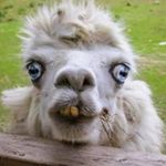Joe Shuler - @joeshu250 - Instagram