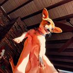 Joe-Nicholas Atkins - @joesillygoose - Instagram