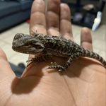 Joe stackhouse - @stackzfishnreptilez - Instagram