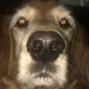 joe - @joestapp - TikTok