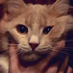 joe summer - @joe_summer - Instagram