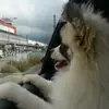 Joe Tai - @joe.tai8 - TikTok