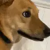 Joe Thibault - @joe.thibault1 - TikTok