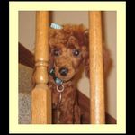 Bobby Joe Tillery - @floridapoodlesmaltipoosshihpoo - Instagram
