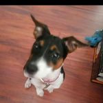 joe wallington - @wallingtonjoe1181 - Instagram