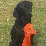 Deep Root Kennels - @joe.weimer.71 - Instagram