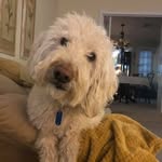 Joe Zarra - @zarrajoe - Instagram