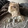 Joe Langel - @joe.langel - TikTok