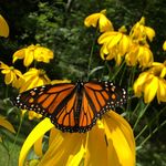 Joel Bartlett - @microadirondacks - Instagram