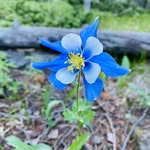 Joel Benson - @forest_sanity - Instagram