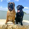 Bluewaterkennels - @joelbonet8 - TikTok