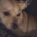 Joel Botello - @joel.botello.950 - Instagram