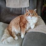 Joel Bouchard - @joelbouchardwpg - Instagram