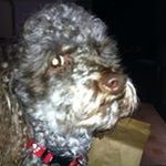 Joel byrd - @beamerbyrd - Instagram