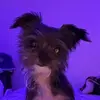 Joel Carreras - @joelcarreras - TikTok