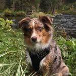 Joel Cary - @sienna_wonder_aussie - Instagram