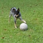 Joel Cochrane - @schmodog4 - Instagram