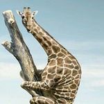 Joel Combs - @combsjoel - Instagram