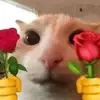 JoelDanish - @joeldanish - TikTok