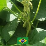 Joel Eberhardt - @comercio_servicos_agricolas - Instagram