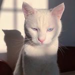 Joel ellison - @joelellison58 - Instagram