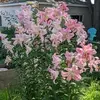 joelfinkel795 - @joelfinkel795 - TikTok