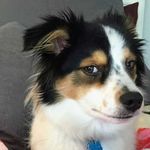 Mookie Joel Forman - @mookiethepup_50 - Instagram