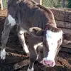 Joel  Getz - @joel.getz8 - TikTok