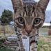 Joel Gibson - Facebook
