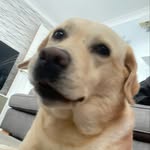 Joel Guest - @guest.joel - Instagram