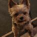 Joel Hammer - Facebook