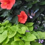 JoEllen Heiser - Facebook