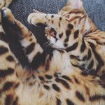 Joel Hummel - @kimper_hd - Instagram