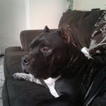 joel ingle - @tazzy_the_dog_0210 - Instagram