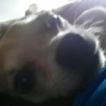 joel ingle - @popmango1234 - Instagram