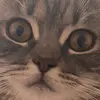 joel_jose - @eriangrlysmacuare - TikTok