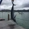 Nz all the way - @joel_main - TikTok