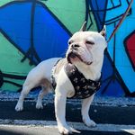 Joel marks - @joelthefrenchbulldog - Instagram