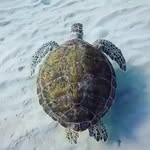 Joel Marston Harvey - @joelharvey40 - Instagram