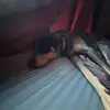 Joel.mitchell - @joel.mitchel - TikTok