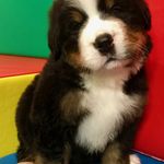 Joel Morrow - @buckinghamtheberner - Instagram