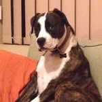 Joel Penman - @worksite_doges - Instagram